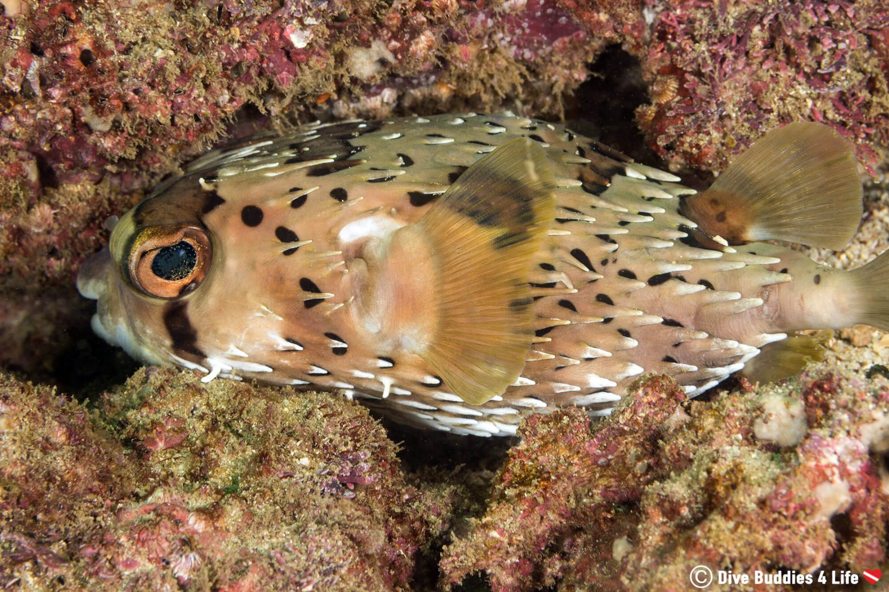 Diving Costa Rica's Catalina Islands | Dive Buddies 4 Life