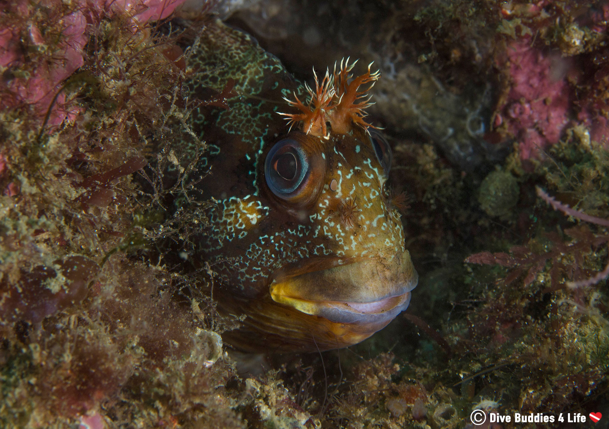 Portugese Blenny Species in Sesimbra