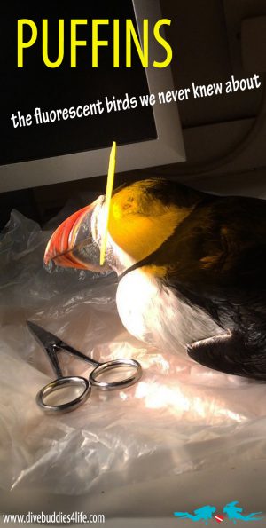 Puffin Glowing Beak