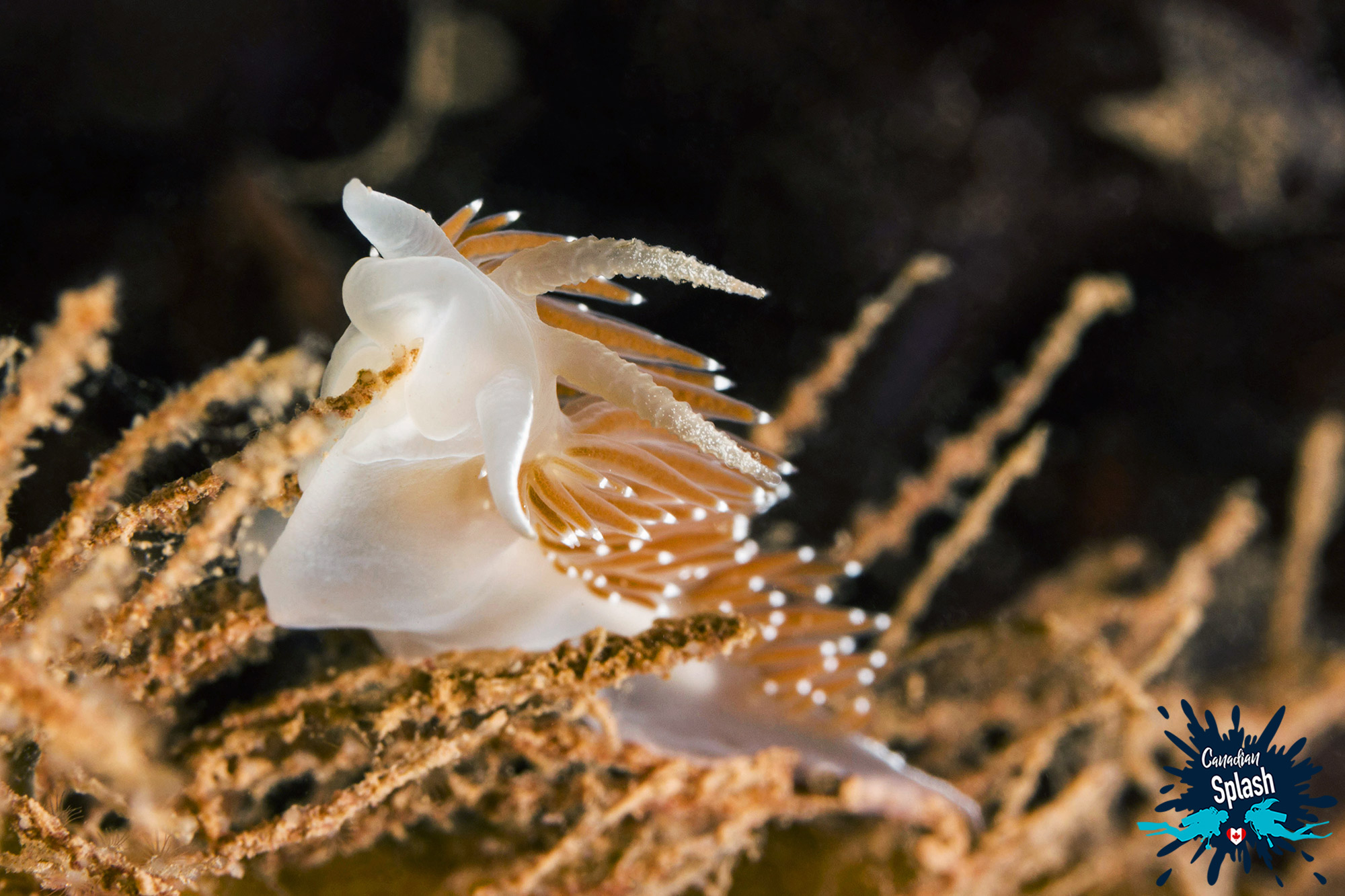 Red Gilled Nudibranch On The Bottom Of The Atlantic Ocean, Grand Manan Island, Scuba Diving Canada