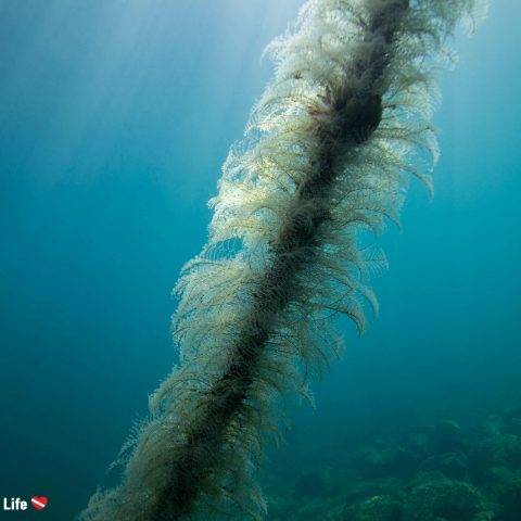 Rope With Marine Plant Growth In Slovenia
