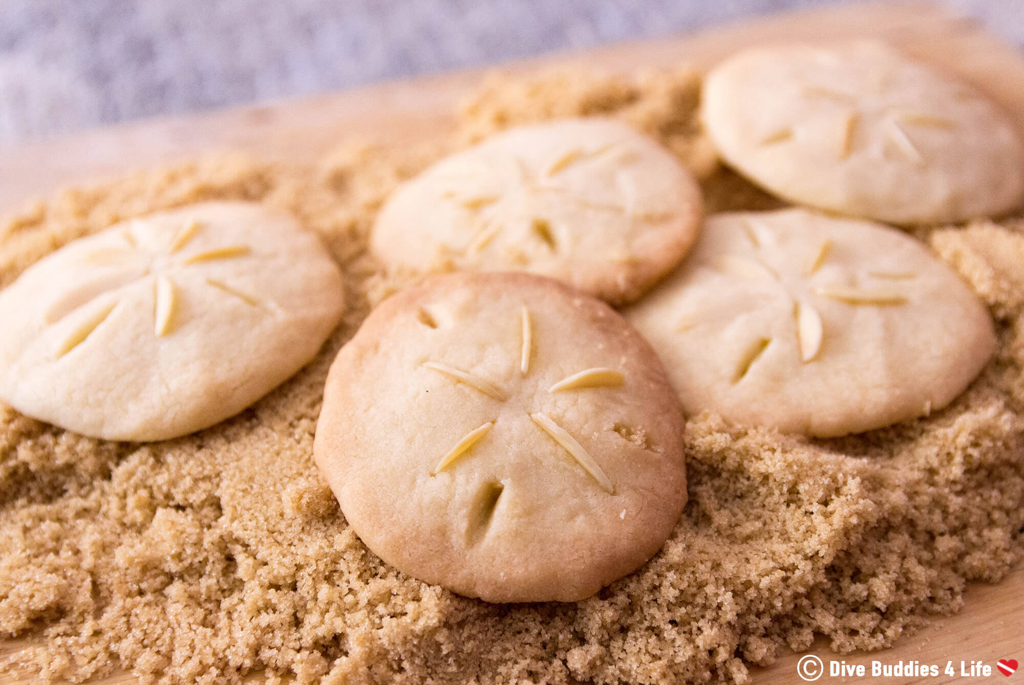 Sand Dollar Short Bread Cookie For Scuba Diving Christmas