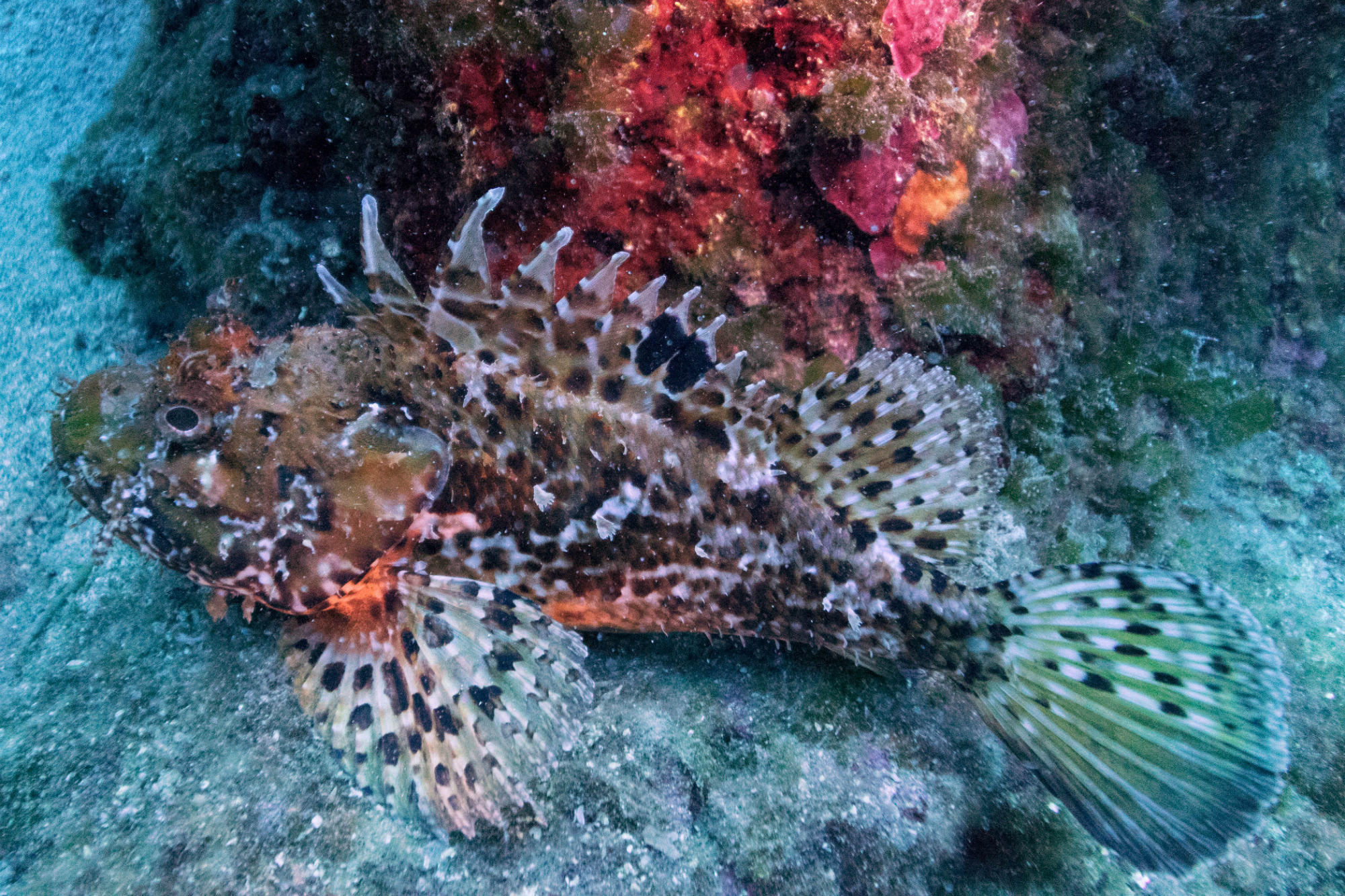 Scorpionfish On The Bottom In Zadar, Croatia