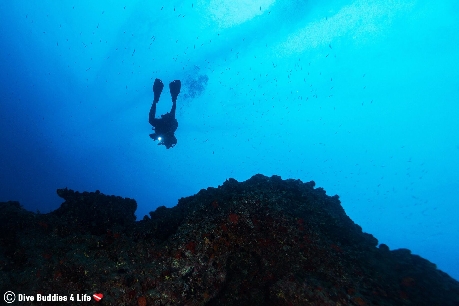 Scuba Escape in Lanzarote | Dive Buddies 4 Life