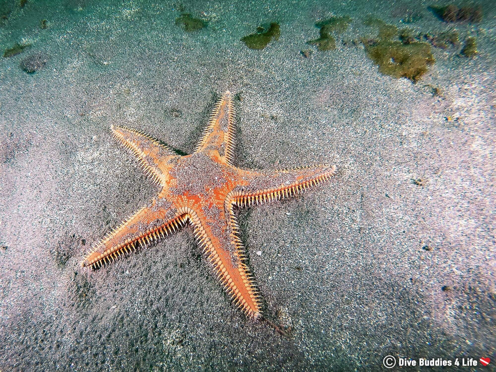 Scuba Diving Costa Del Sol And Finding A Big Sea Star On The Bottom Of The Ocean, Spain, Europe