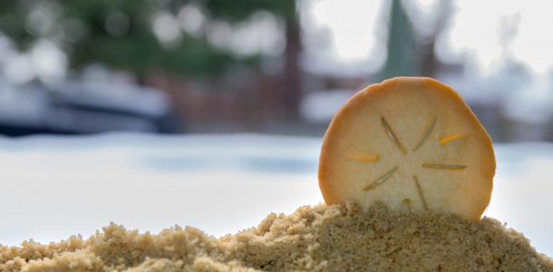 Scuba Diving Sand Dollar Cookie At Christmas Time In Canada