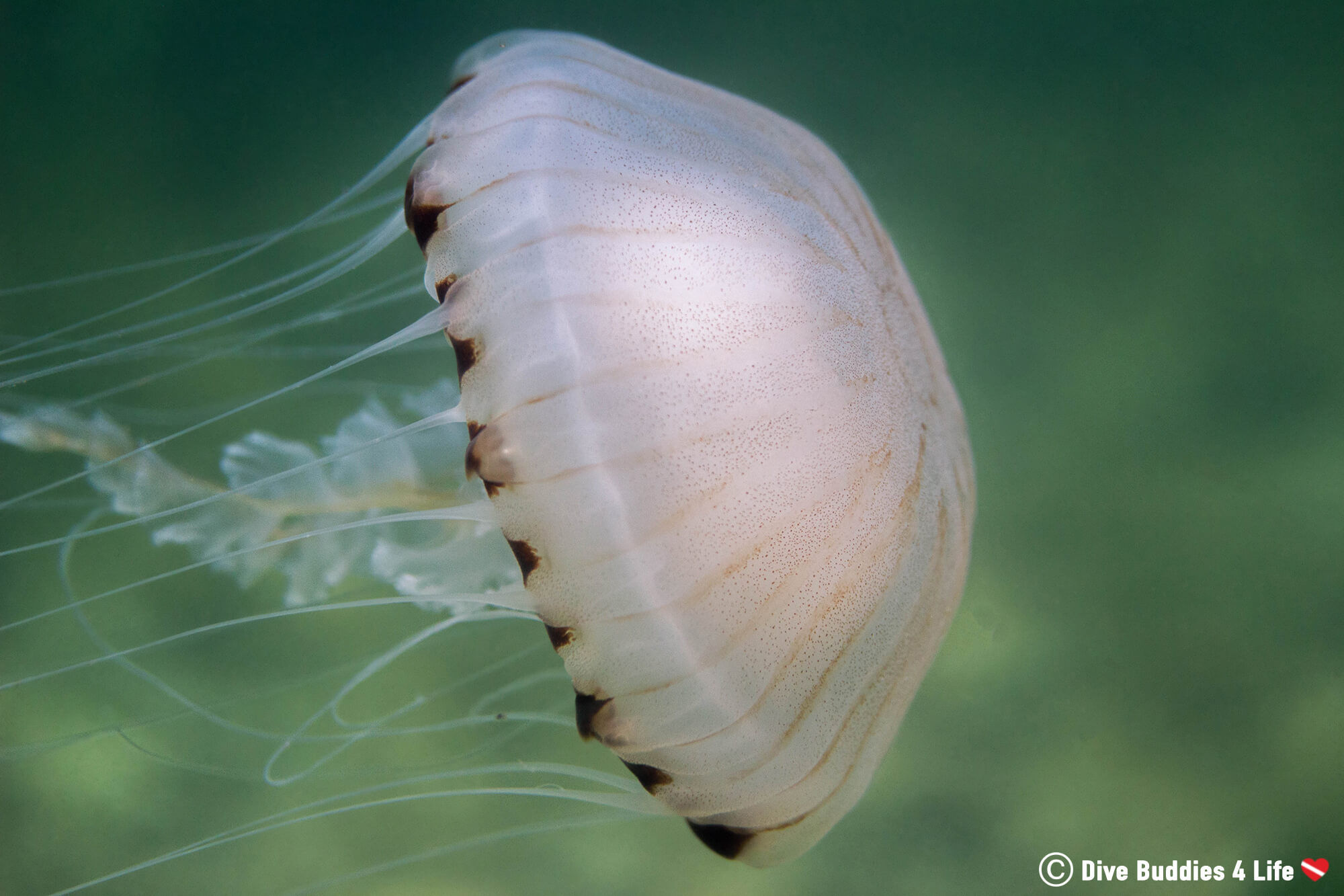 Scuba Diving With A Jellyfish In The Dutch Grevelingen Lake, Netherlands