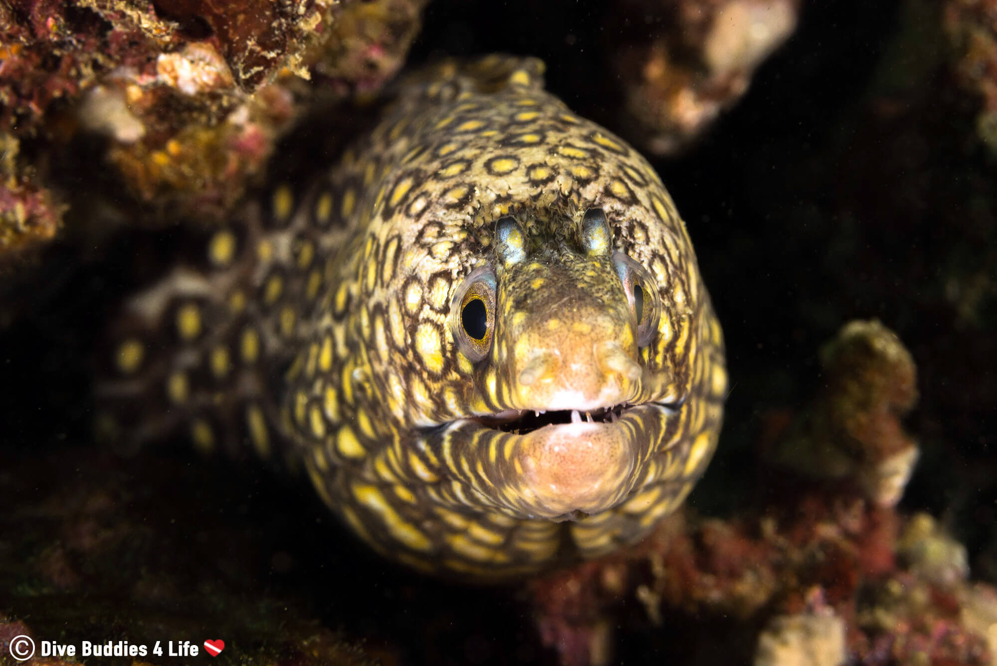 Scuba Diving With A Jewelled Moray Eel In Zihua, Mexico