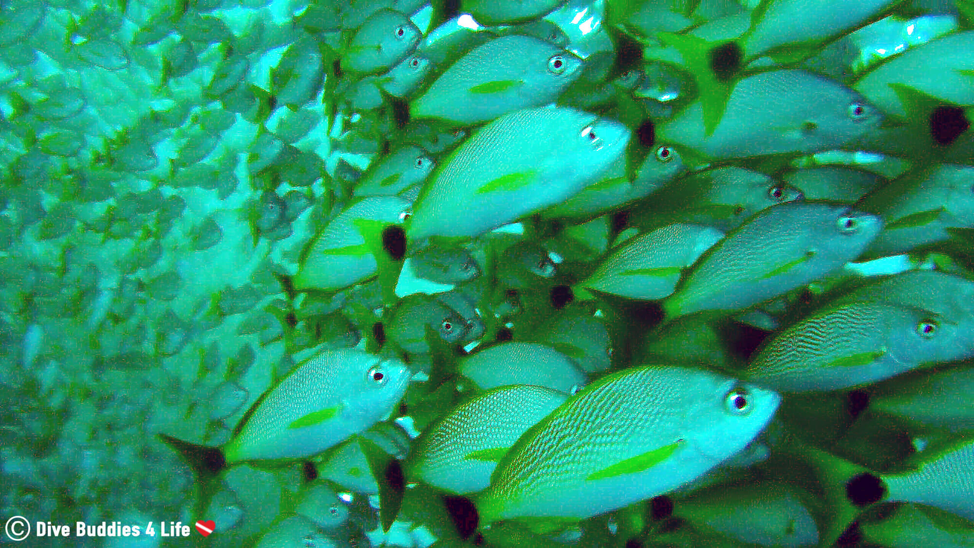 Scuba Diving With A Large School Of Grunts At Bat Islands In The Pacific, Costa Rica