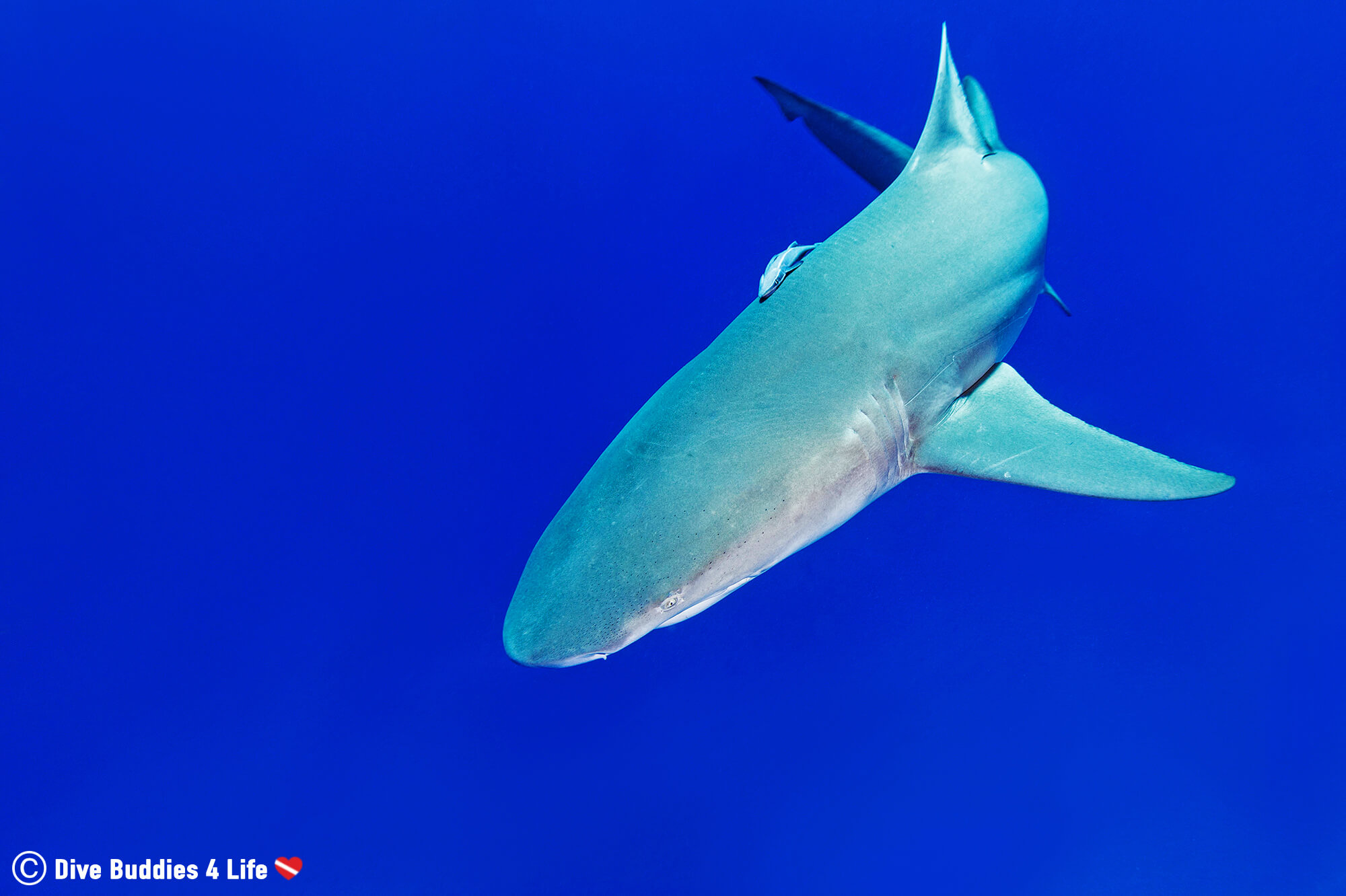 Scuba Diving With A Lemon Shark In Jupiter's Blue Water, Florida, USA 