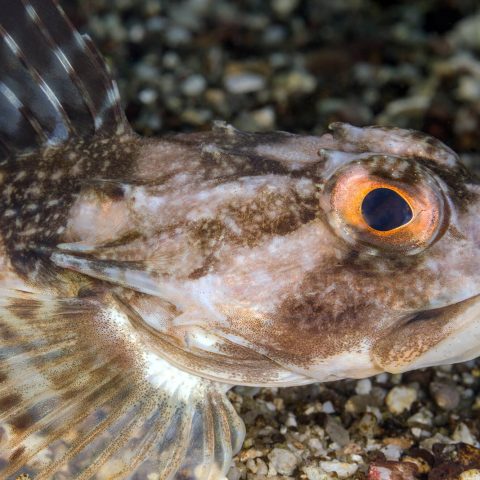 A side View from Underwater of a Grey and Brown Sculpin with Orange Eyes in Halifax, Nova Scotia, Canada's East Coast