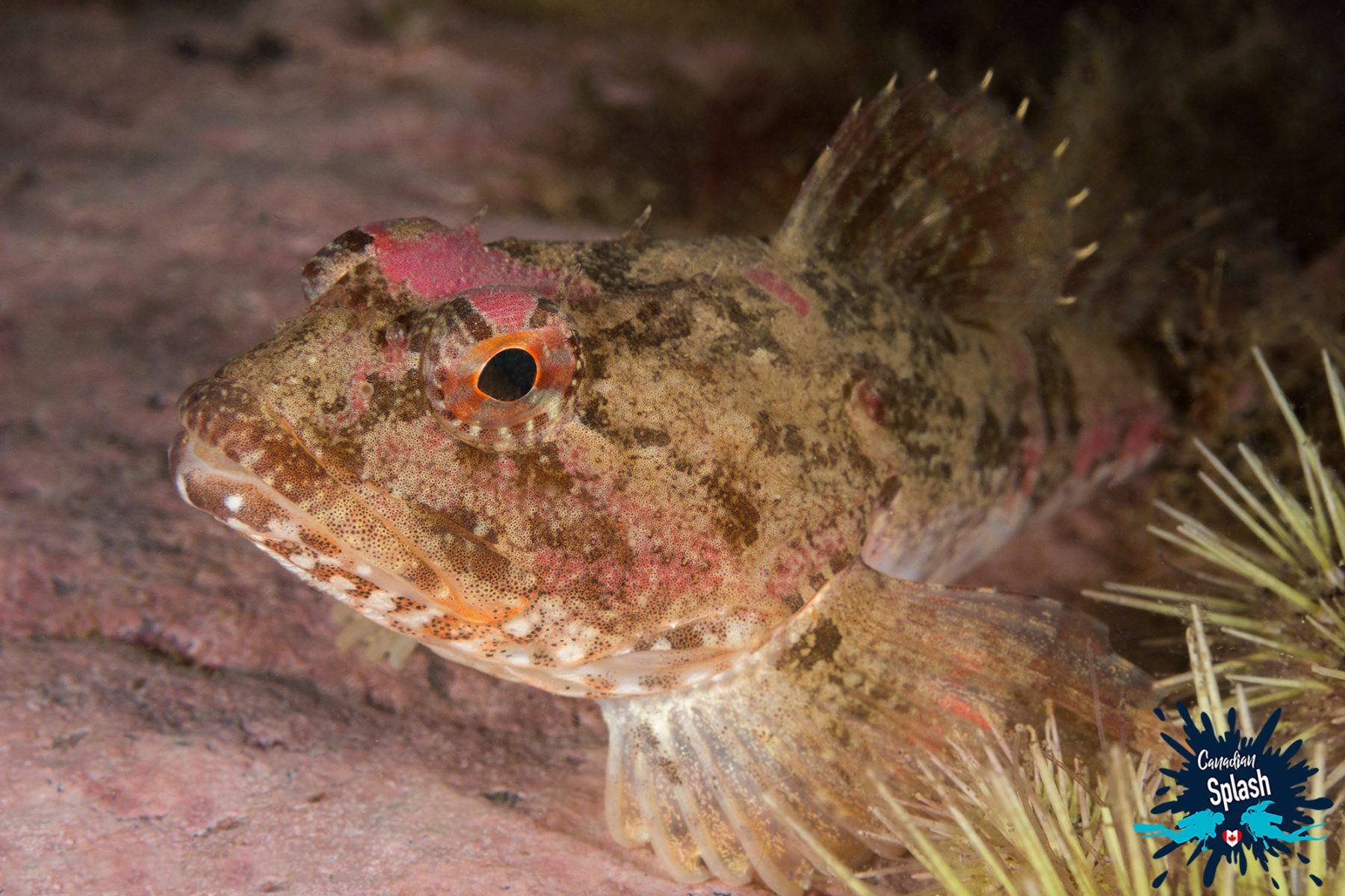Scuba Diving on Deer Island New Brunswick Dive Buddies 4 Life