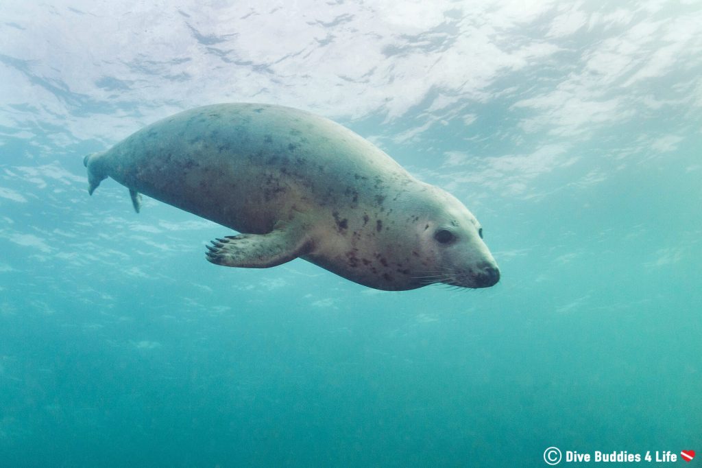 England: The Farne Islands Unleashed | Dive Buddies 4 Life