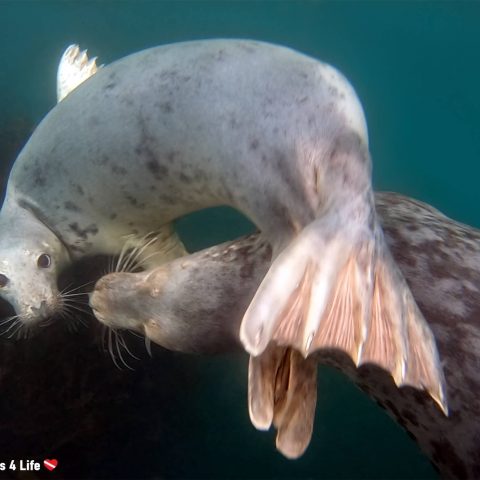 Seal Spinning Under The Water Together At The Farne Islands, England, UK