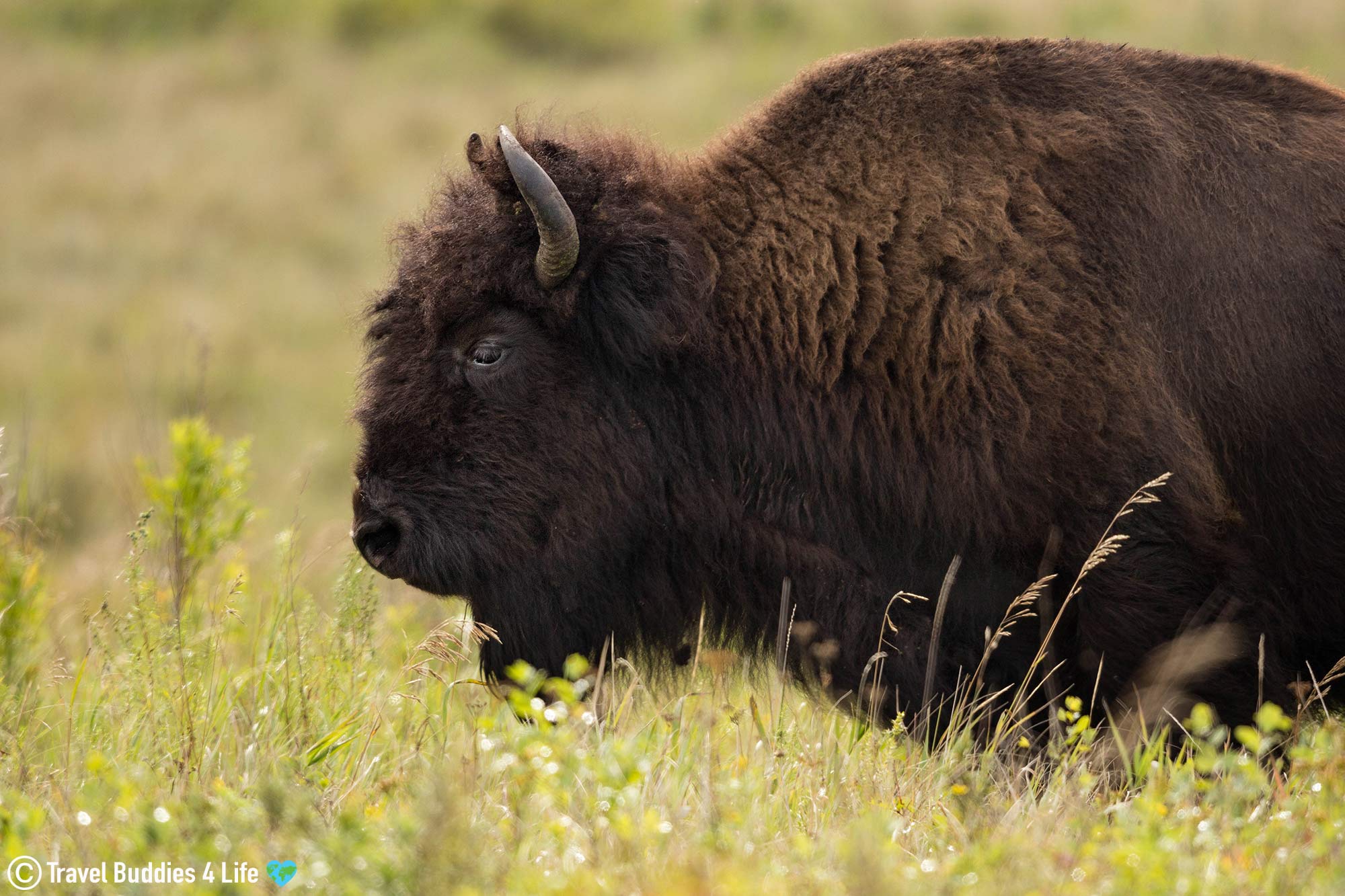 Side View Of A Bison Eating The Grass In Riding Mountain, Northern Manitoba, Travel Canada