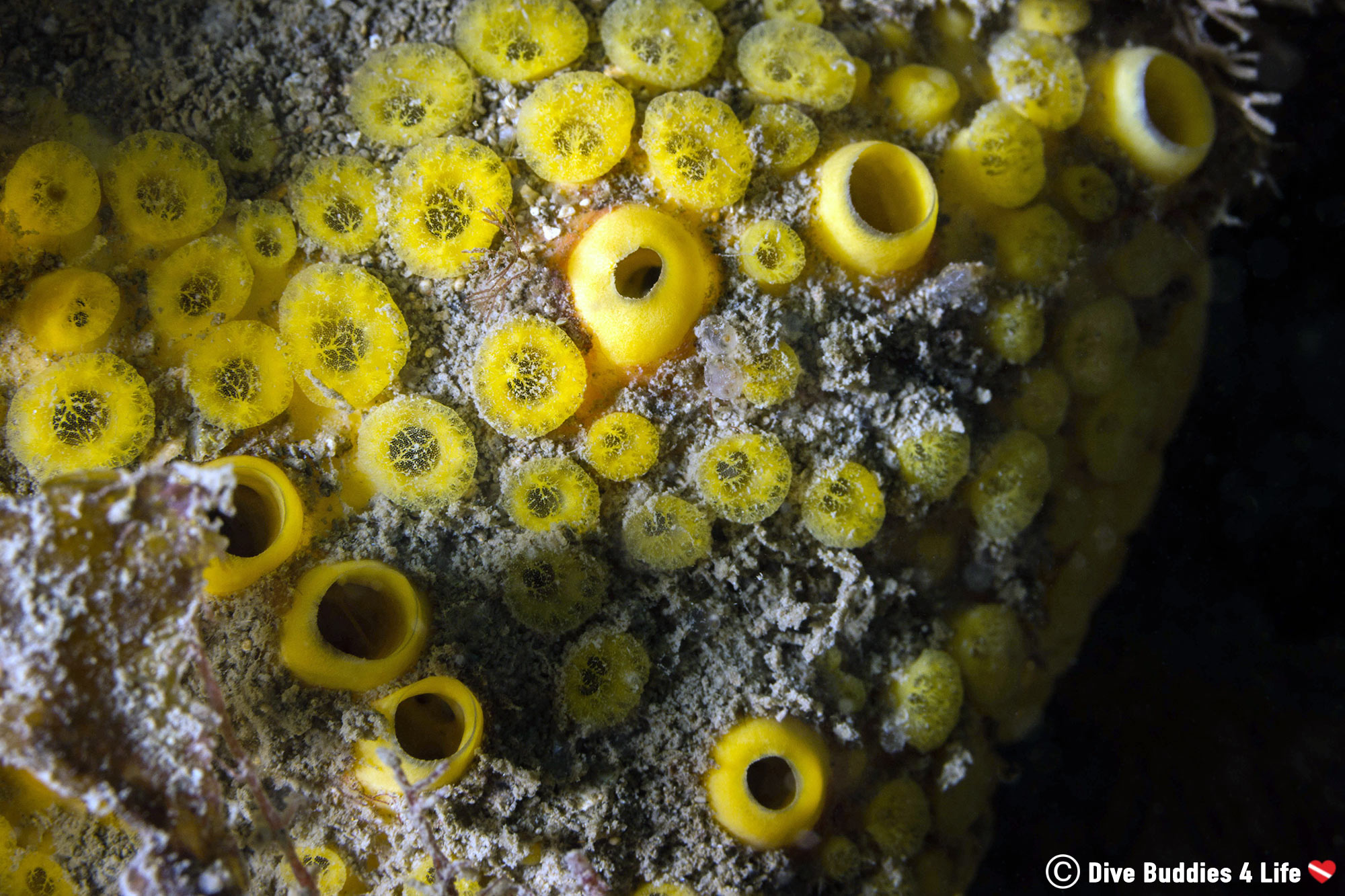 Small Invertebrate Sponge And Filter Feeding Like Boat Diving From Portland, England, UK