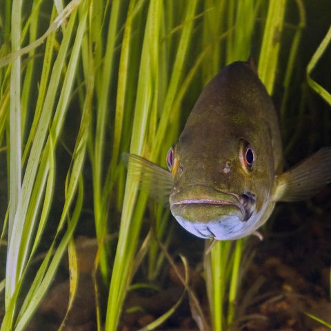 Small Mouth Bass Underwater In The Green Sea Grass Of Samuel De Champlain Provincial Park, Ontario, Scuba Diving Canada