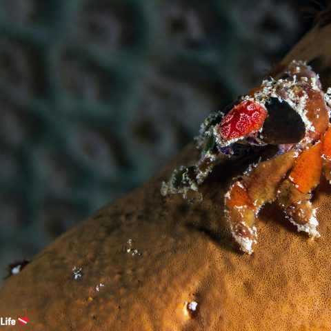 Small Sponge Crab Underwater In Bonaire, Scuba Diving The Dutch Caribbean