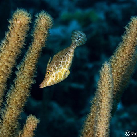Small Trigger Fish Hiding Vertical With The Soft Coral On Bonaire, Caribbean South