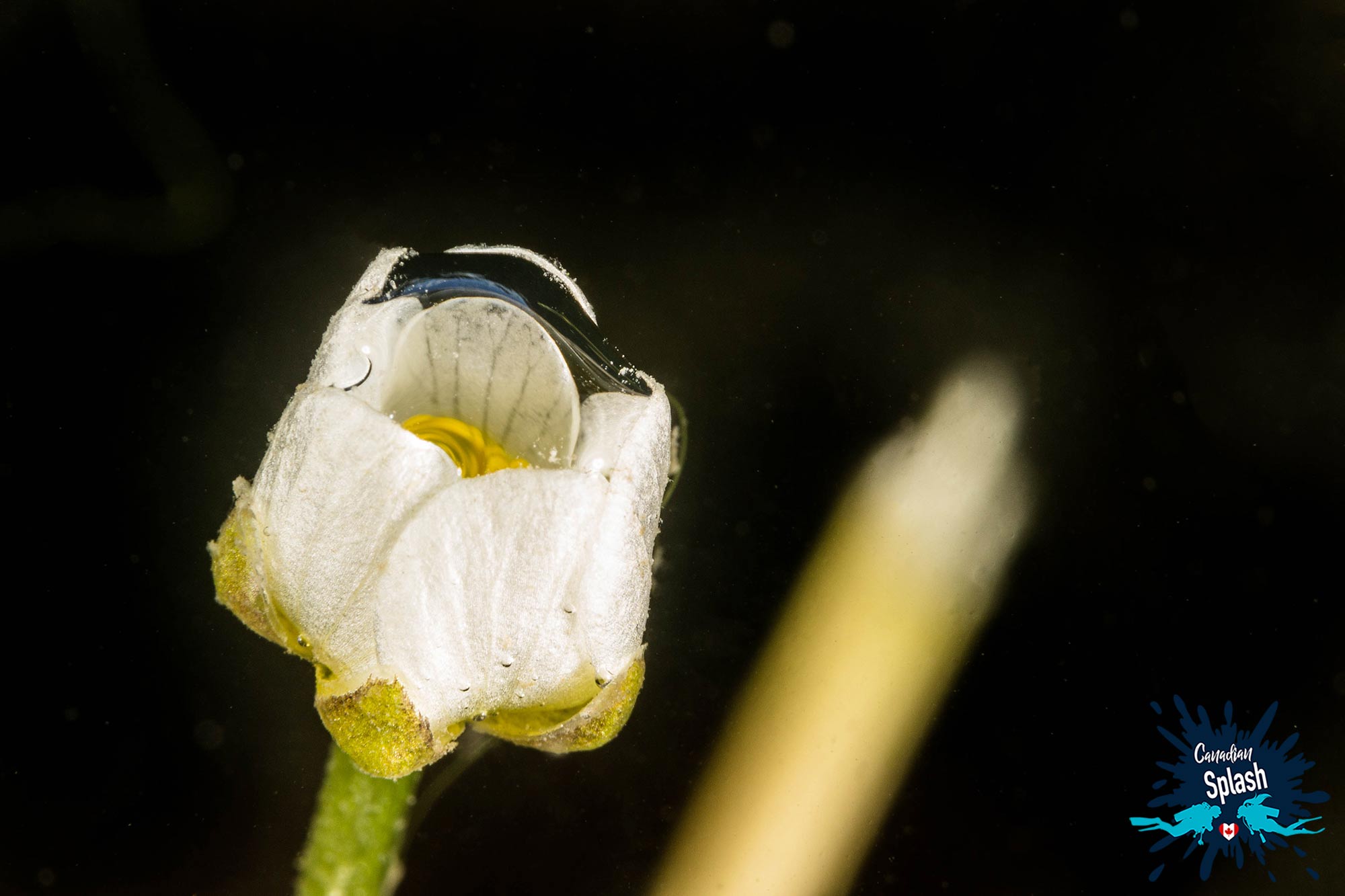 Small White Aquatic Flower With An Air Bubble In The Petals At The Base Of The Diefenbaker Dam In Saskatchewan, Scuba Canada