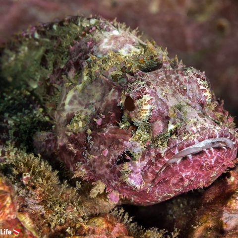 Sneaky Scorpion Fish On A Rock In The Pacific Ocean, Scuba Diving Zihuatanejo, Mexico