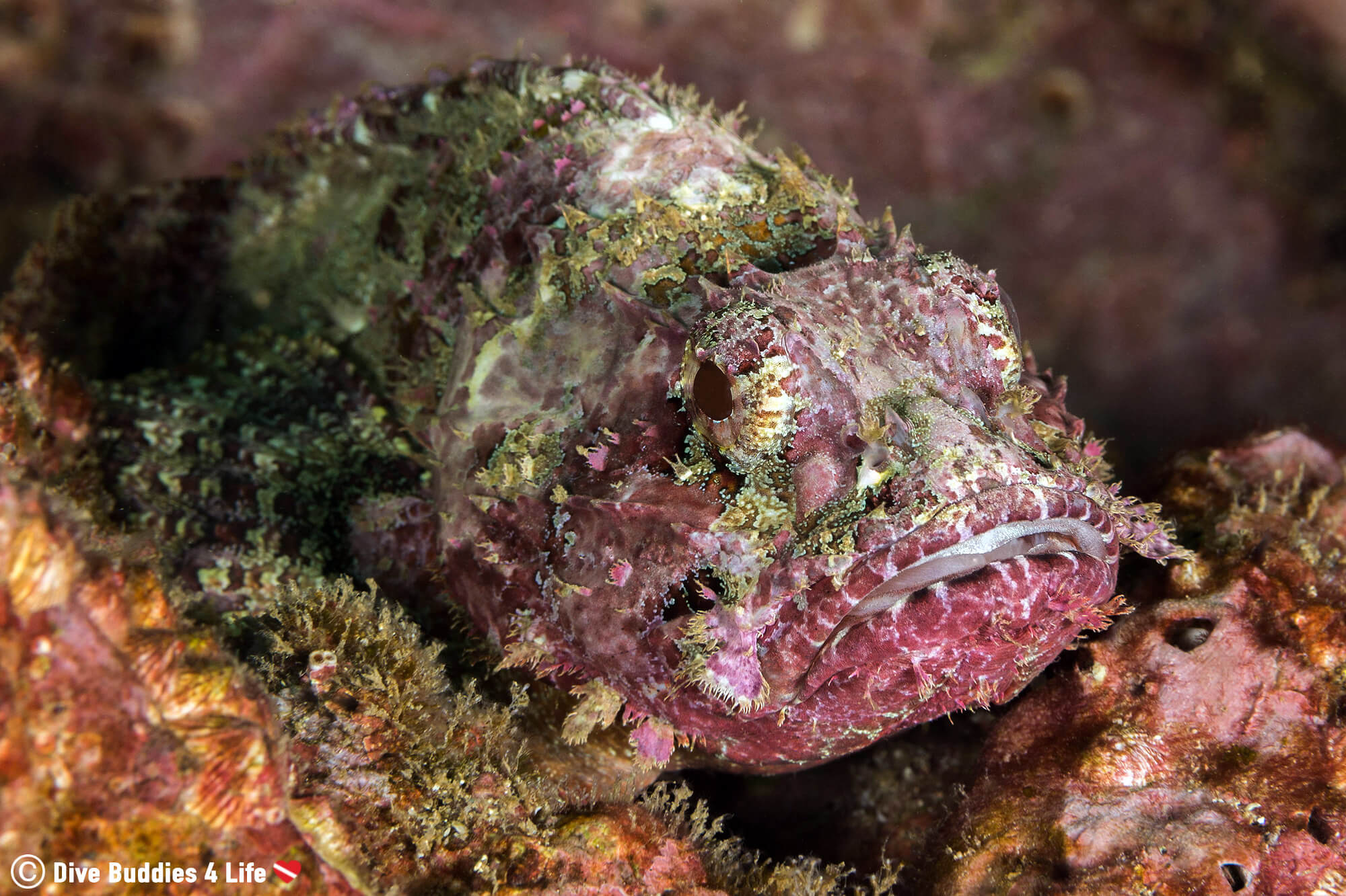 Sneaky Scorpion Fish On A Rock In The Pacific Ocean, Scuba Diving Zihuatanejo, Mexico