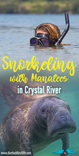 Snorkeling With Manatees In Crystal River Florida Pinterest