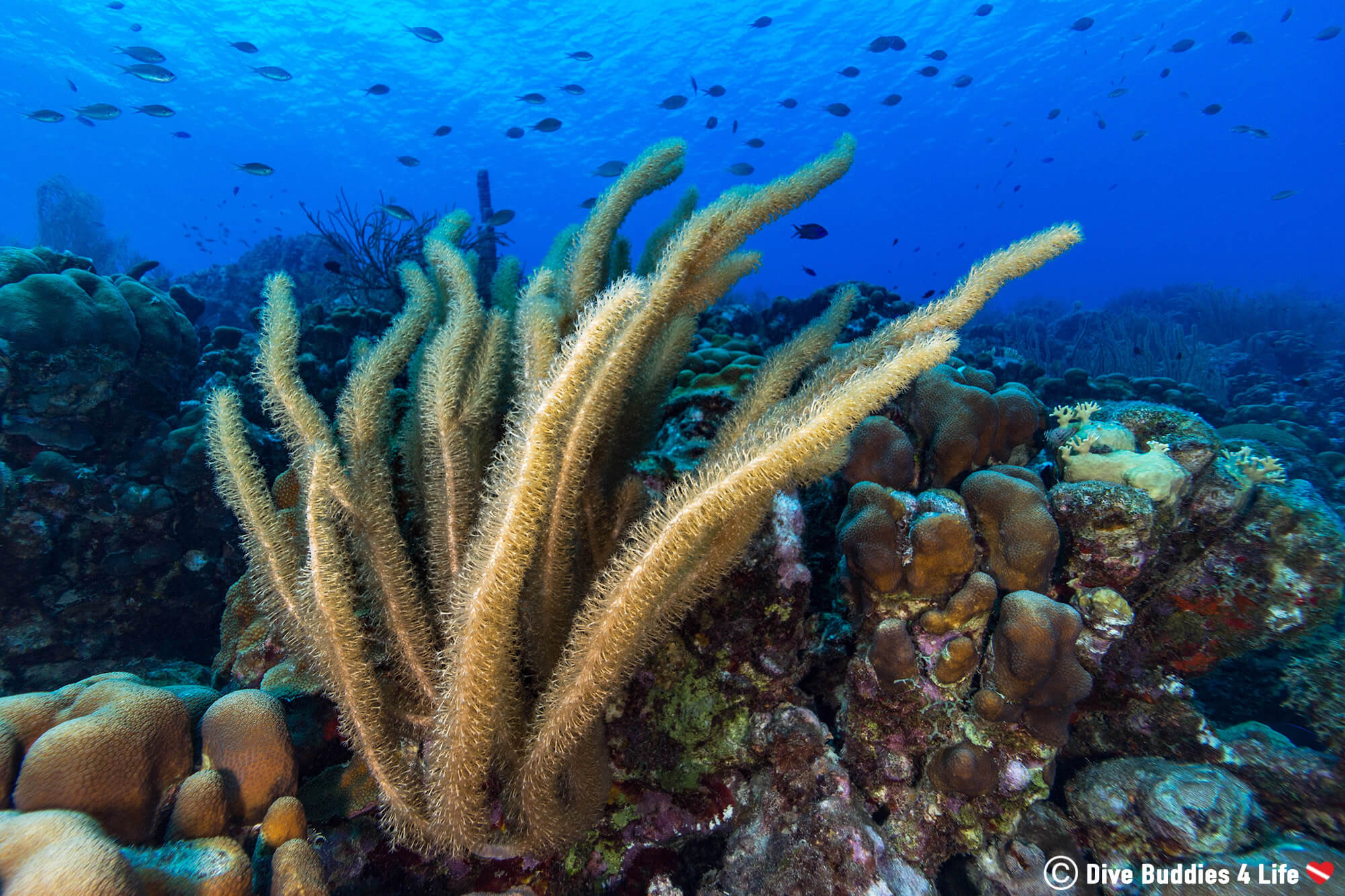 Soft Coral Sweeping The Wall Of 1000 Steps Dive Site In Bonaire, Dutch Caribbean