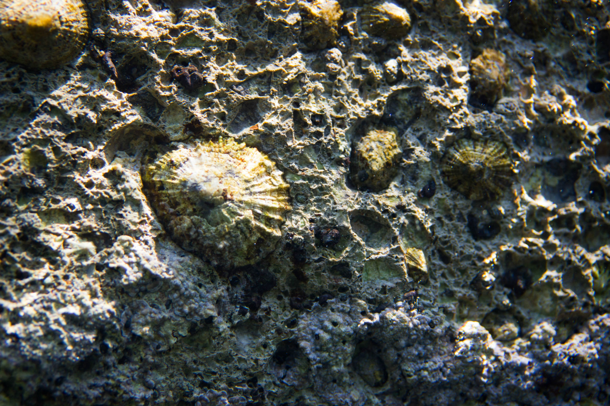 Some Limpets Anchored To The Wall In Croatia