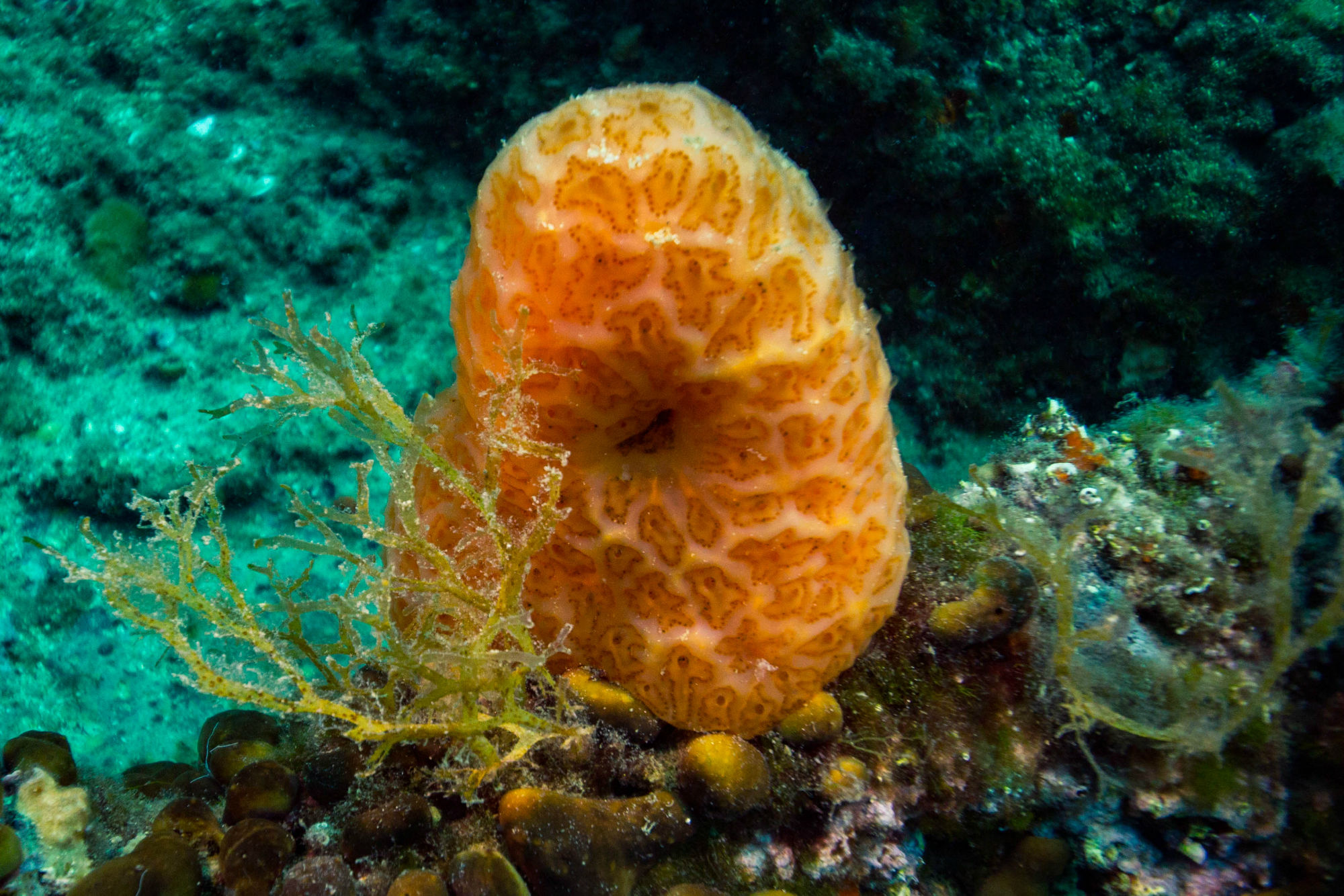 Sponge Crab Hanging Out At The Bottom Of The Adriatic In Zadar