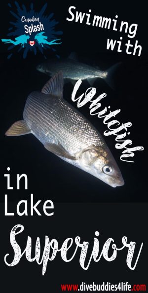 Swimming With Whitefish In Lake Superior, Ontario, Canadian Splash