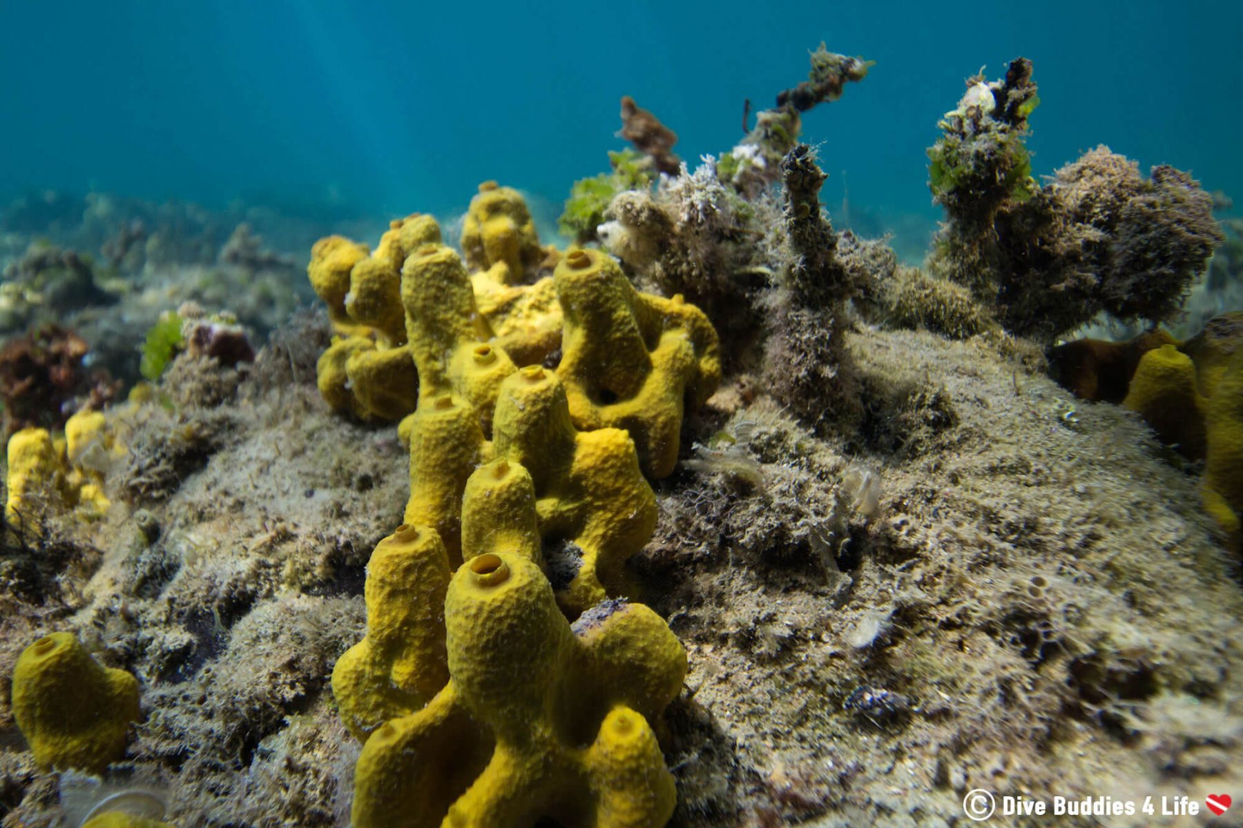 Scuba Diving In Slovenia 