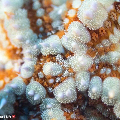 The Dorsal Side Of An Orange And White Sea Star In The Balkan Waters Off The Coast Of Albania, Europe