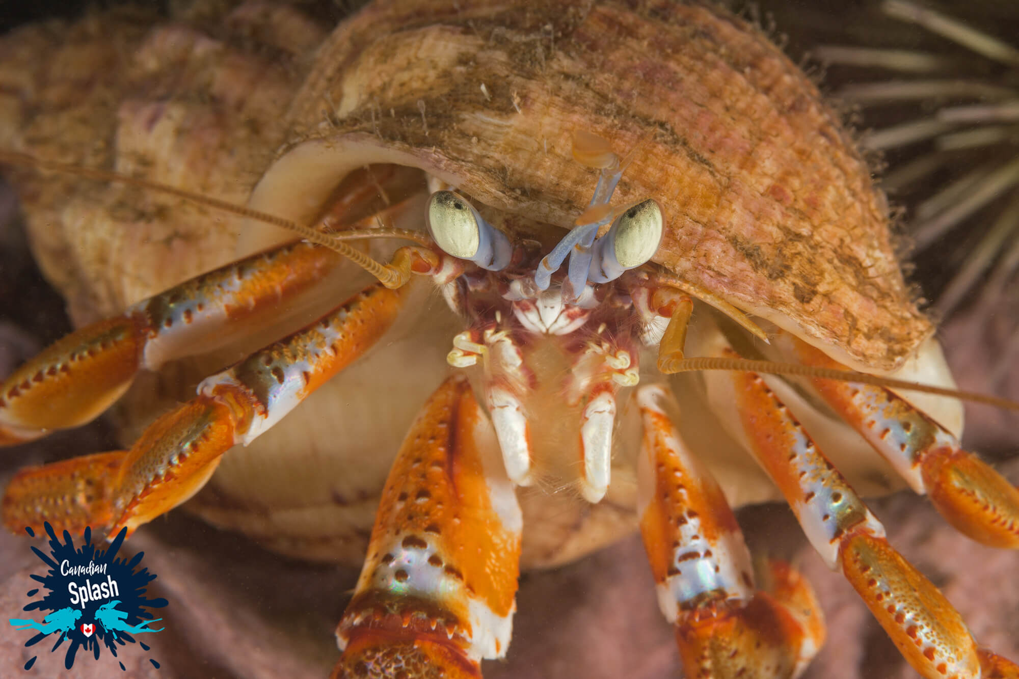 The Eyes And Legs Of An Orange Hermit Crab On Deer Island, New Brunswick, Canadian Splash Underwater Photography