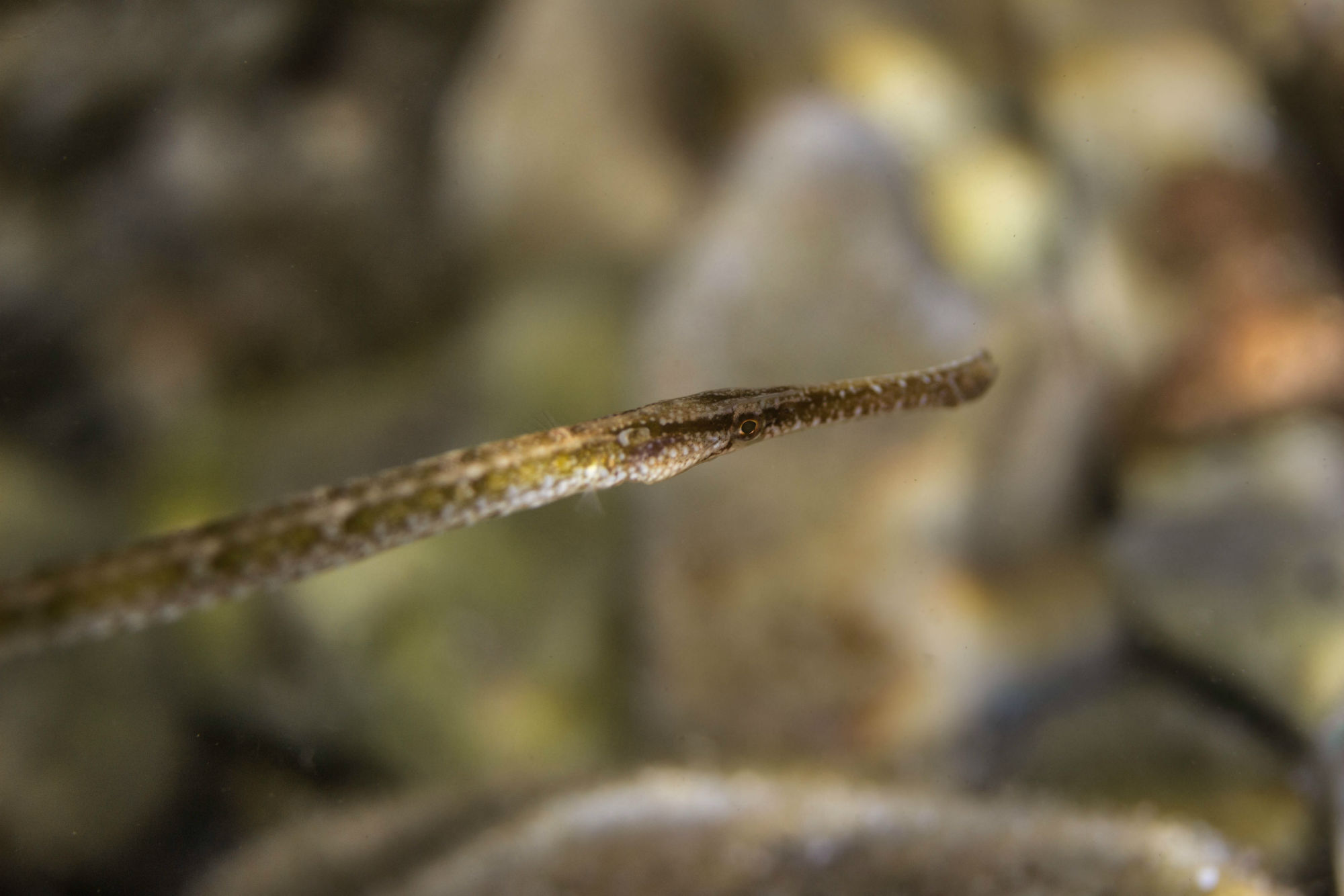 The Face Of A Pipefish In Croatia