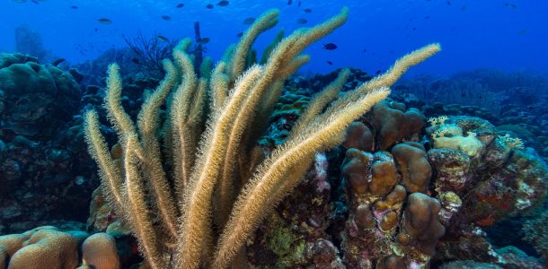 The Fish Filled Coral Reefs Of Bonaire, Dutch Caribbean Scuba Diving