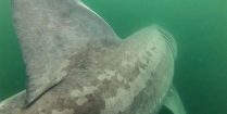 The Gigantic Dorsal And Pigmented Body Of A Basking Shark In The Firth Of Clyde, Scotland, UK Diving Adventures