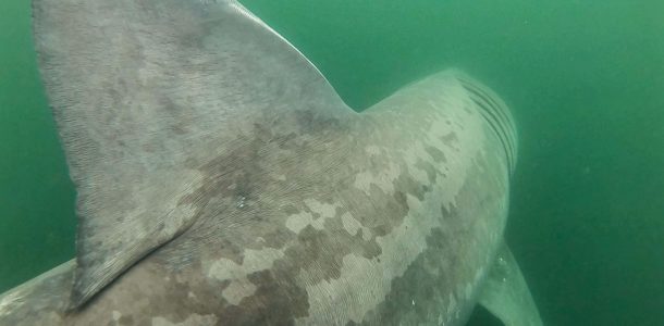 The Gigantic Dorsal And Pigmented Body Of A Basking Shark In The Firth Of Clyde, Scotland, UK Diving Adventures
