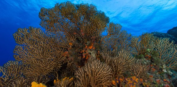 The Gorgonian Coral Gardens Of Cozumel, Mexico