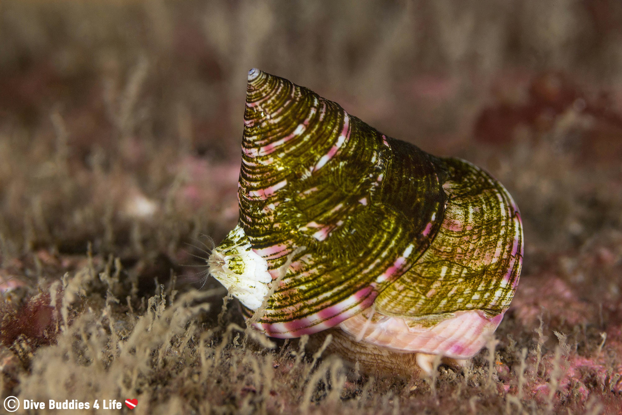 The Side Profile Of A Trochus Snail In St Abbs, Scuba Diving Scotland