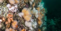 The Sponge Covered Gullies Of St Abbs, Scuba Diving Scotland's East Coast