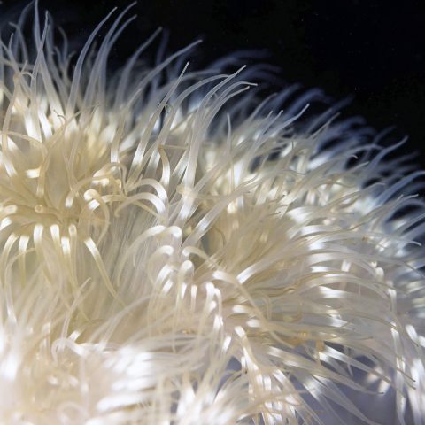 The White Frilly Tentacles Of A Plumose Anemone Seen Scuba Diving In Saint Andrews By The Sea, New Brunswick, Canadian Splash