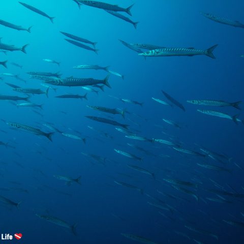 Thousands Of Barracuda Swimming In The Blue Waters Off The Amalfi Coast Of Italy, Europe