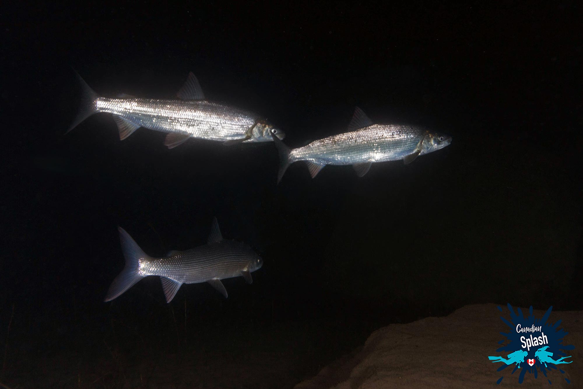 Three Whitefish Swimming Past The Scuba Diving Light Into The Shallow Rocks To Spawn In Lake Superior, Ontario, Canada