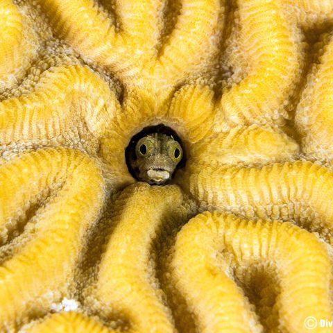 Tiny Fish In A Brain Coral On Bonaire, Dutch Caribbean