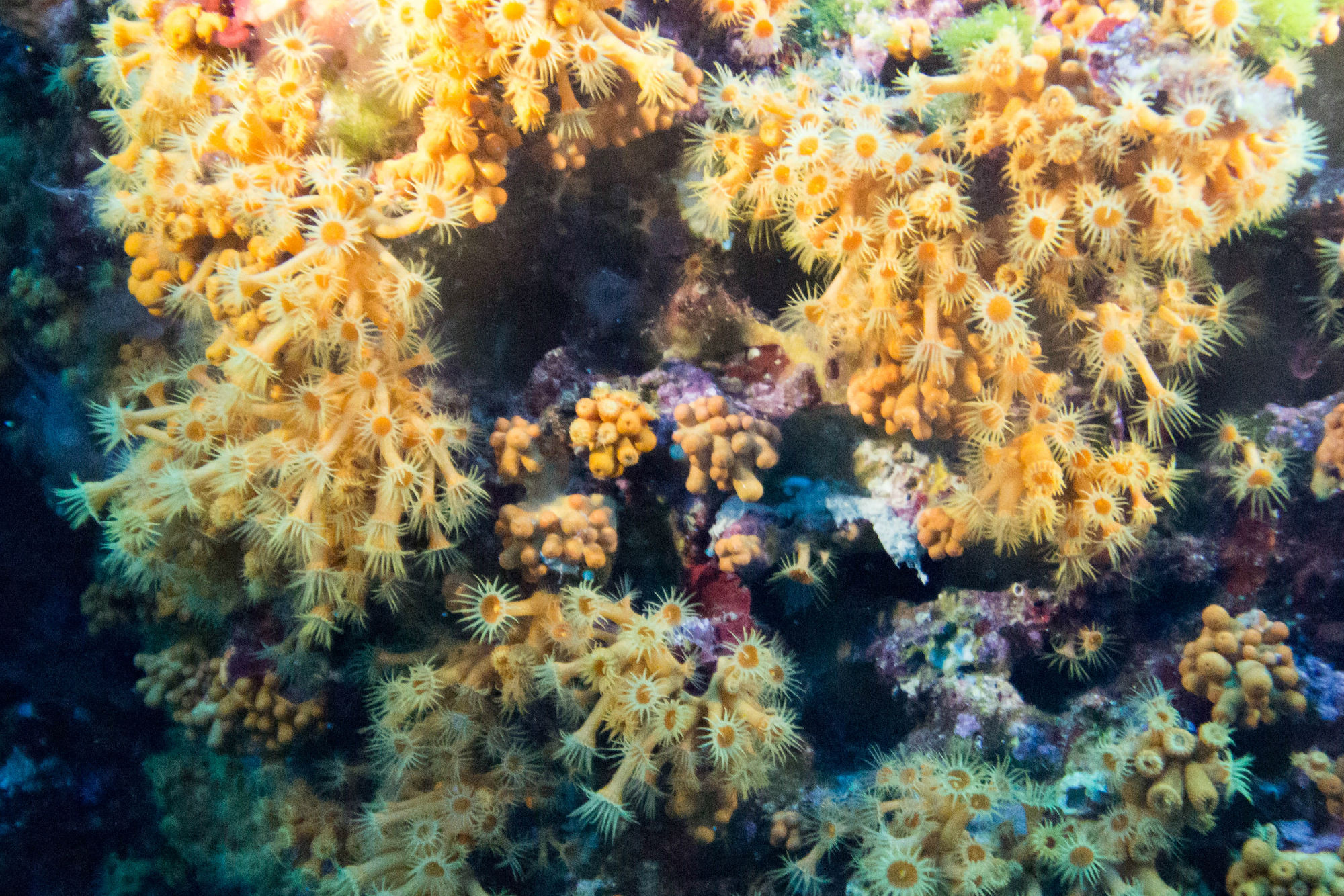 Tonnes Of Orange And Yellow Polyps