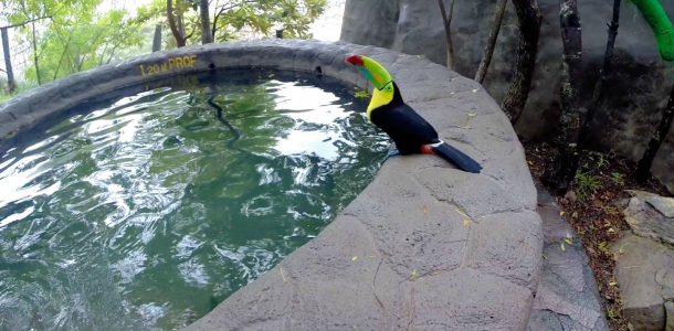 A Toucan at the Costa Rica Tour Pool