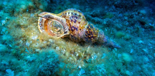Triton Snail From A Dive On Zakynthos Island, Greece