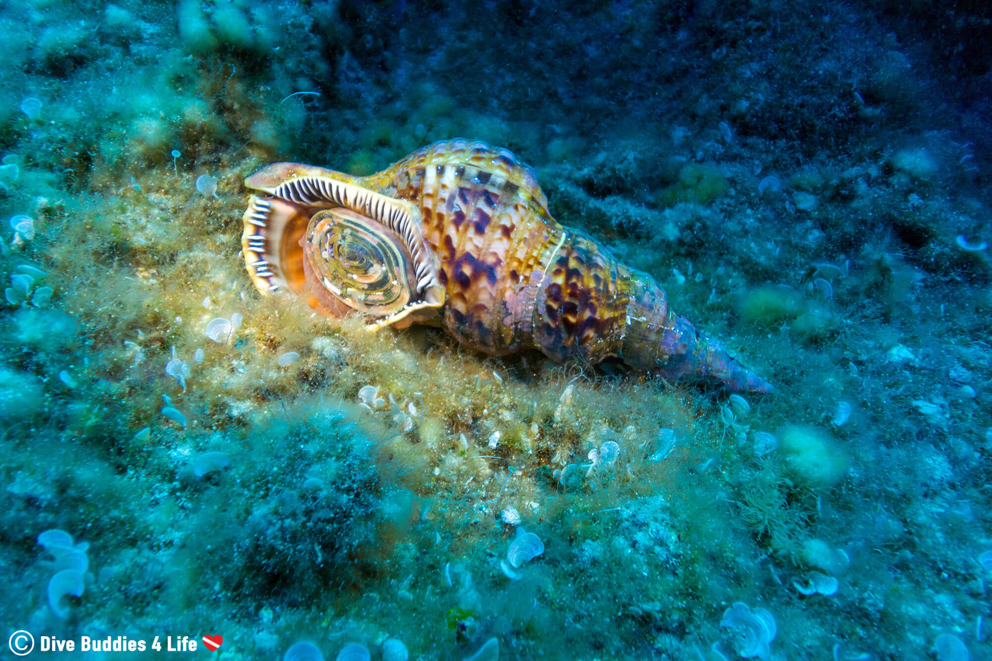 Triton Snail From A Dive On Zakynthos Island, Greece With Watermark