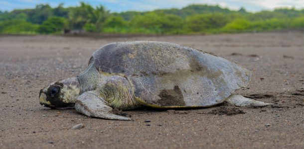 Sea Turtle Side Profile Nesting on the Beaches of Ostional, Costa Rica, Central America